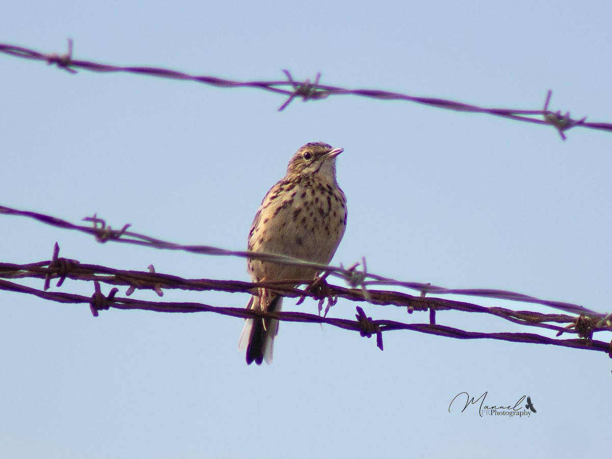 Correndera Pipit - ML610977191