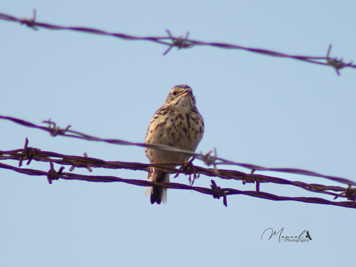 Correndera Pipit - ML610977192