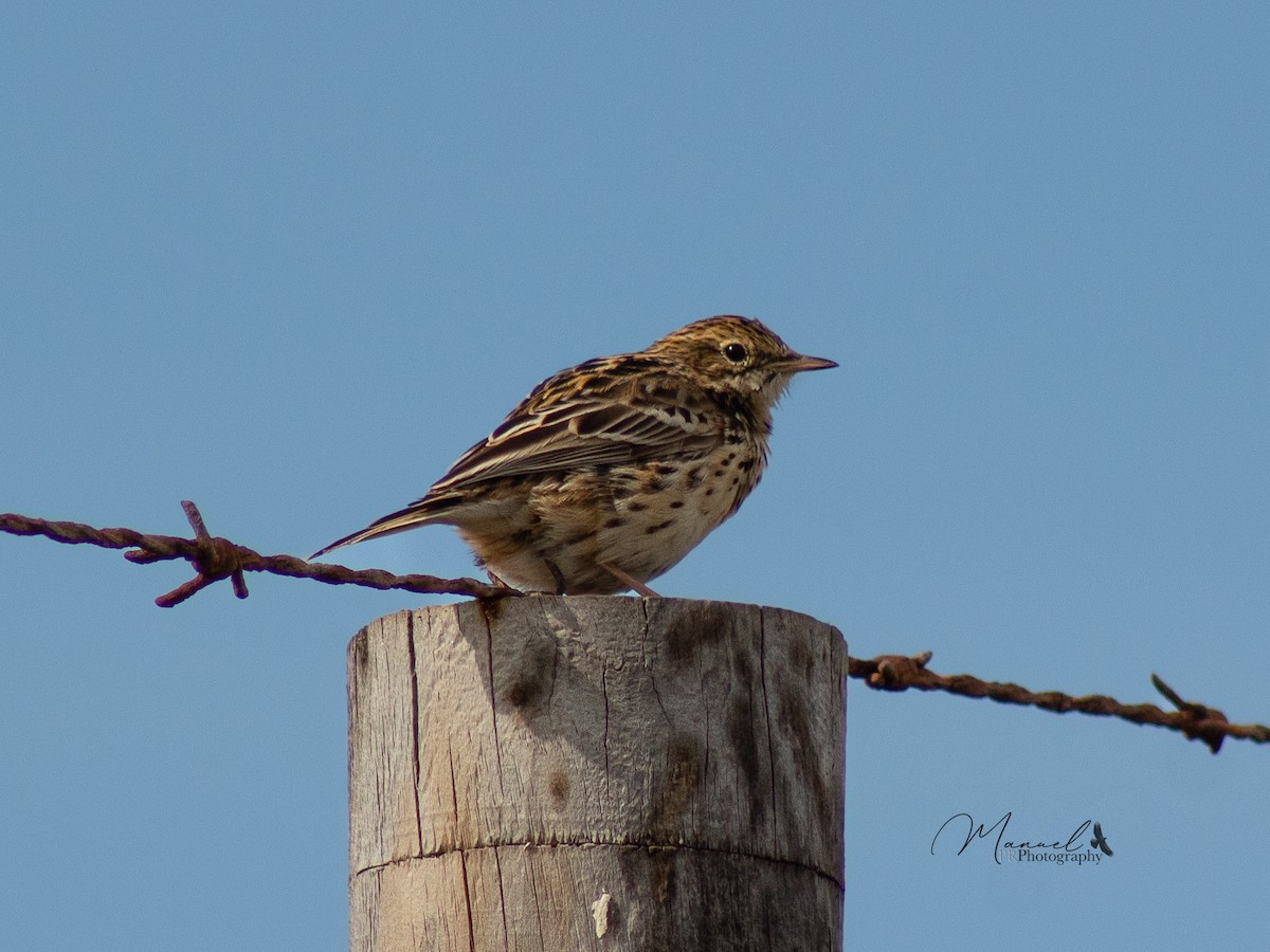 Correndera Pipit - ML610977193