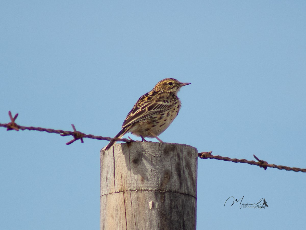 Correndera Pipit - ML610977196