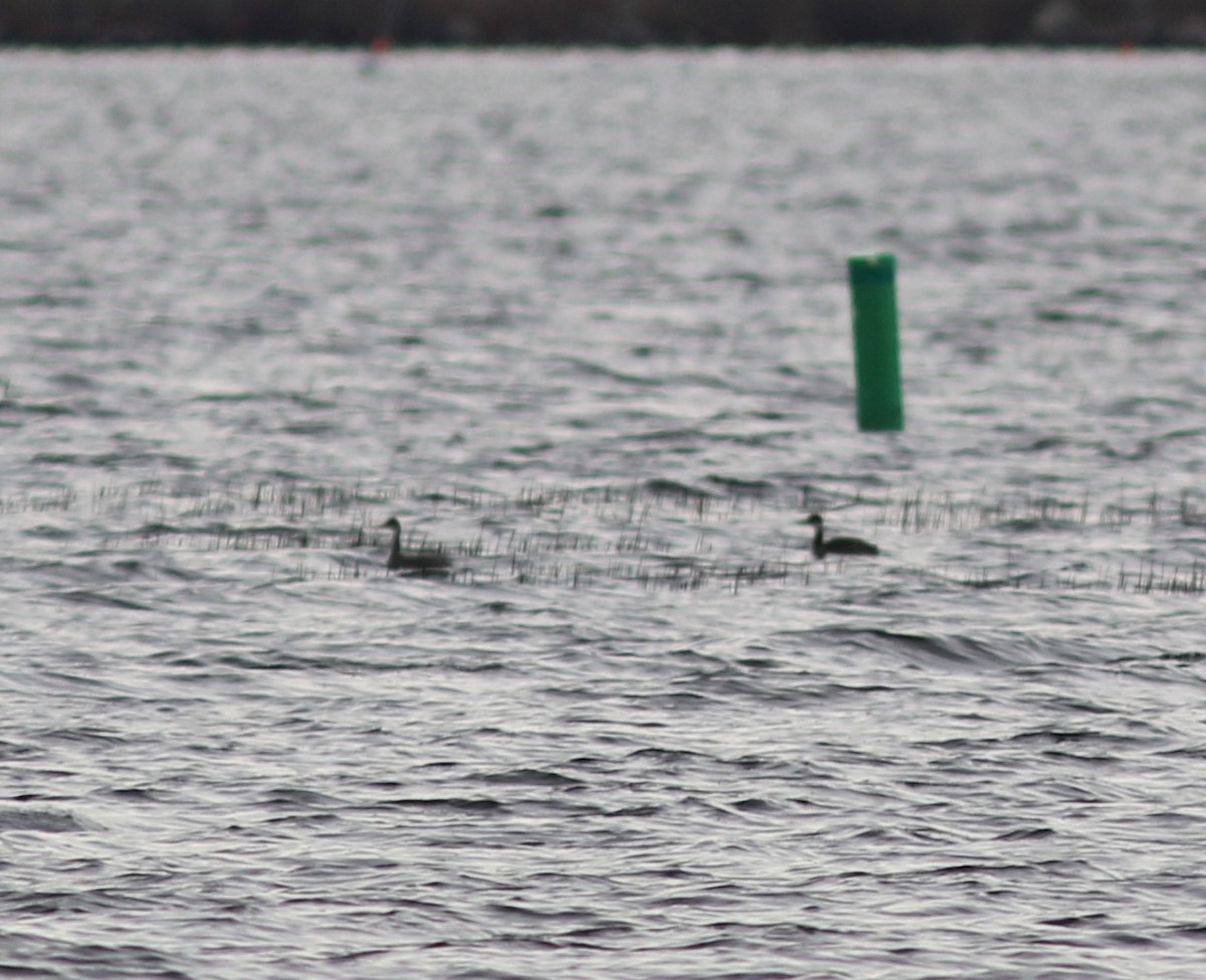 Red-necked Grebe - Jeff Cherry