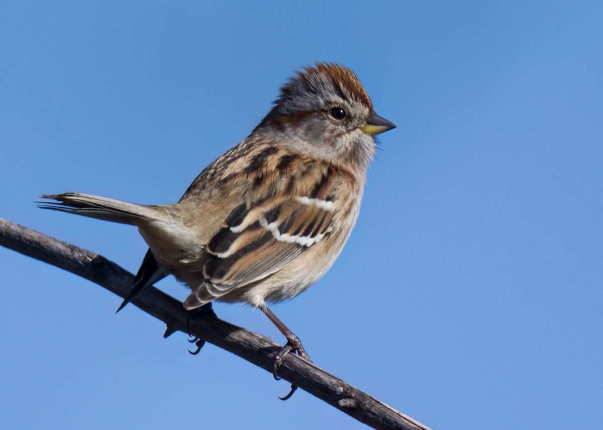 American Tree Sparrow - ML610977449