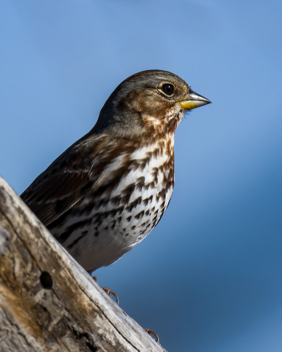 Fox Sparrow - ML610977464