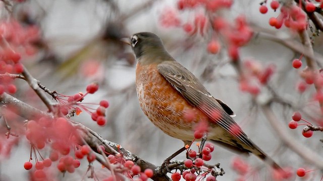 American Robin - ML610977502