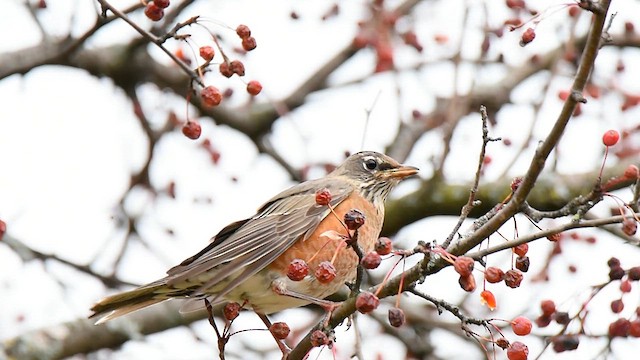 American Robin - ML610977505