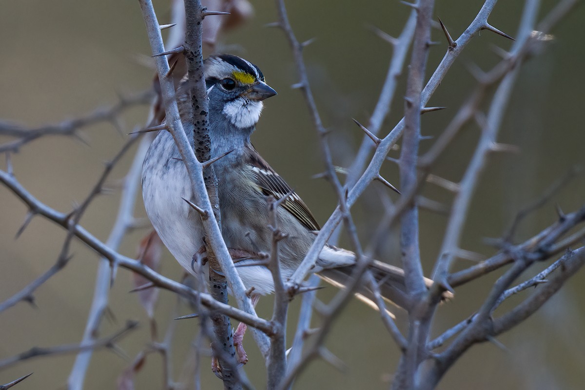 White-throated Sparrow - ML610977510
