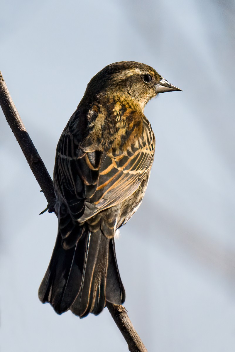 Red-winged Blackbird - ML610977537