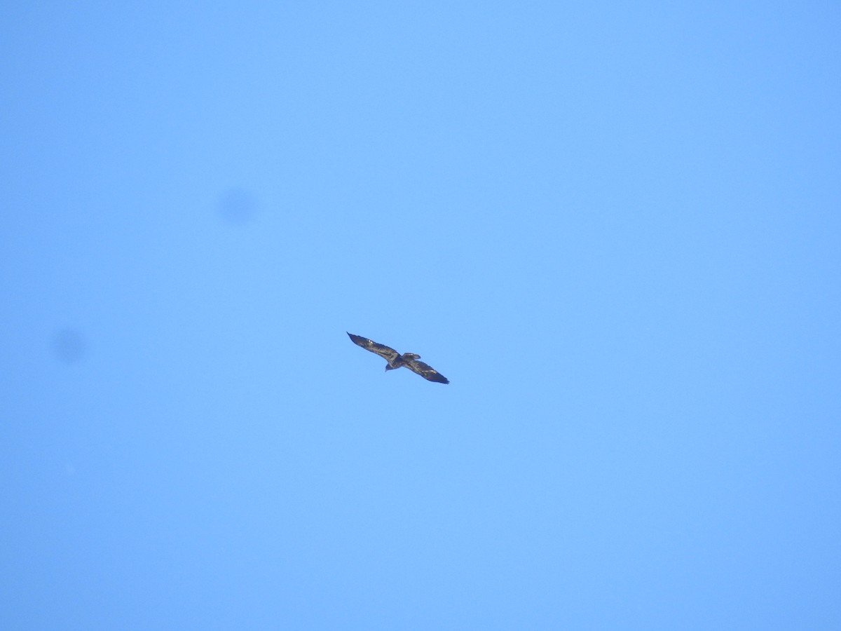 Bald Eagle - ML610977571