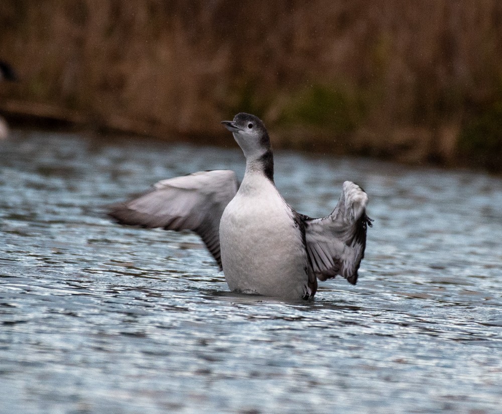 Common Loon - Estela Quintero-Weldon