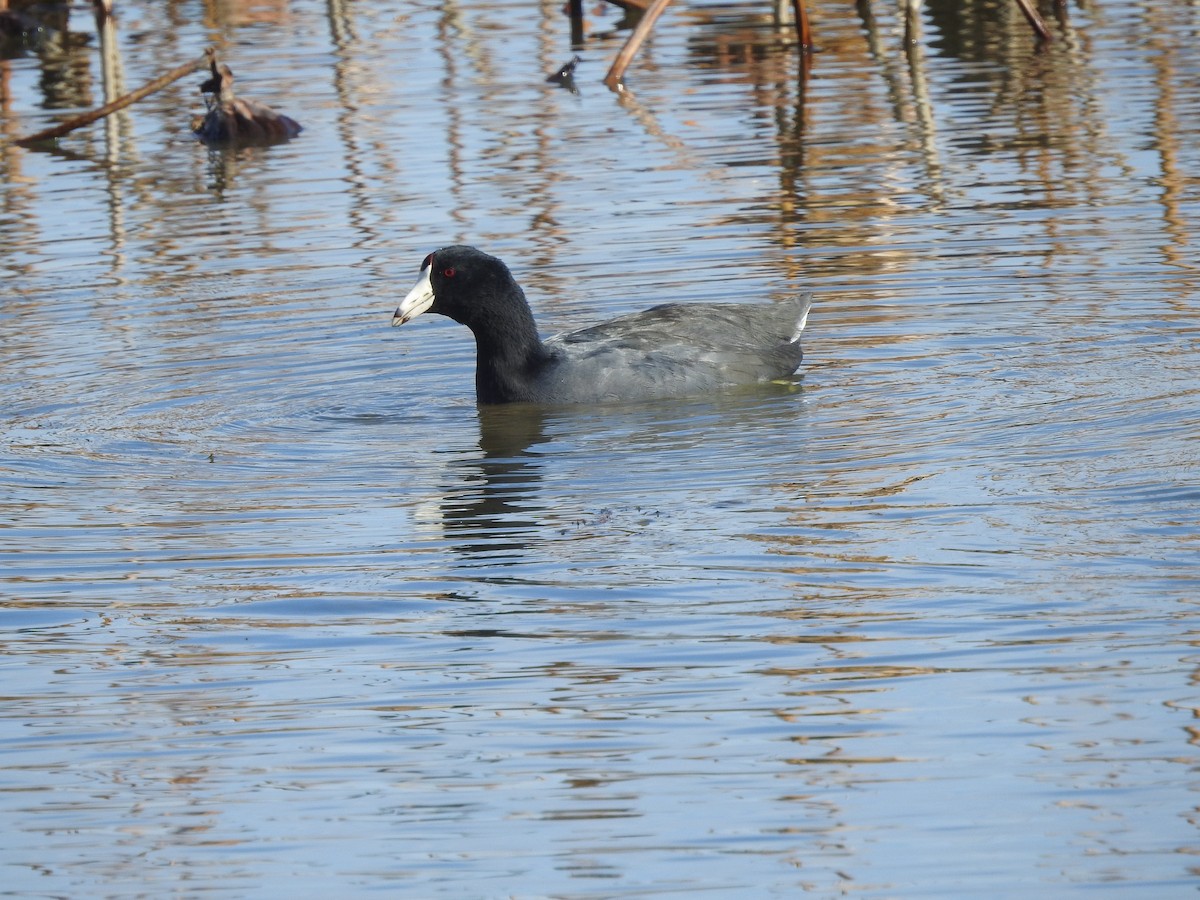 American Coot - ML610977622