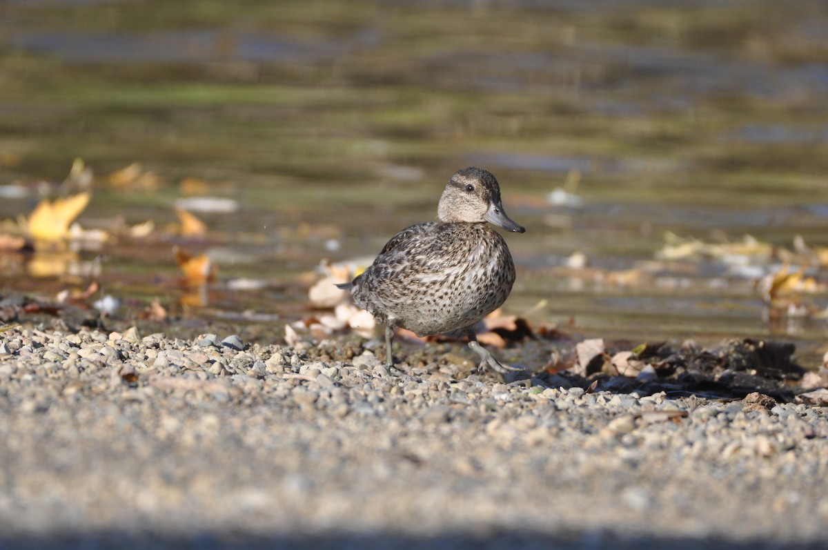 Green-winged Teal - ML610977628