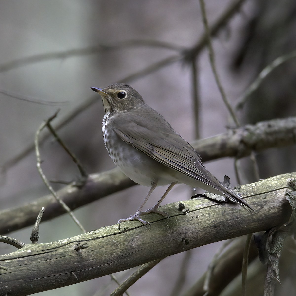 brunkinnskogtrost - ML610977655