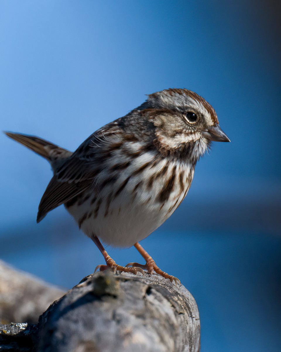 Song Sparrow - ML610977724