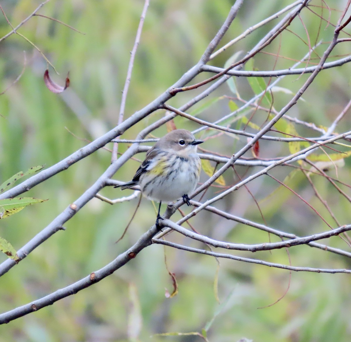 Yellow-rumped Warbler - Ezra H