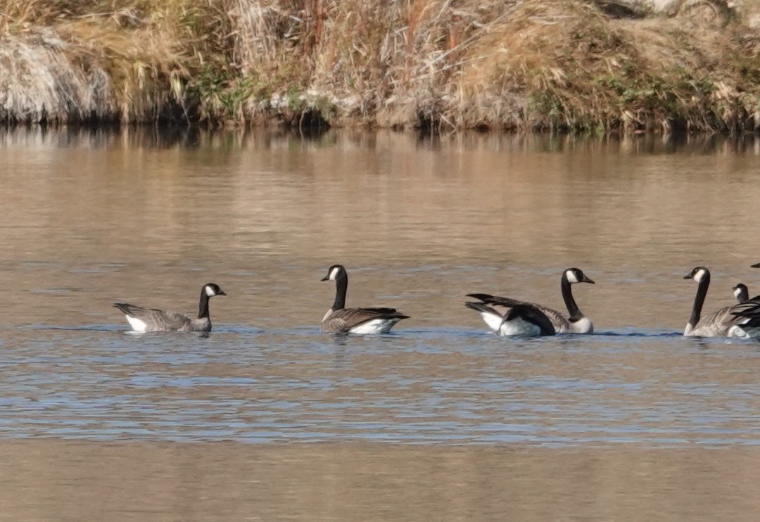 Cackling Goose - Tim Shortell