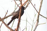 Blue Seedeater - ML610977874