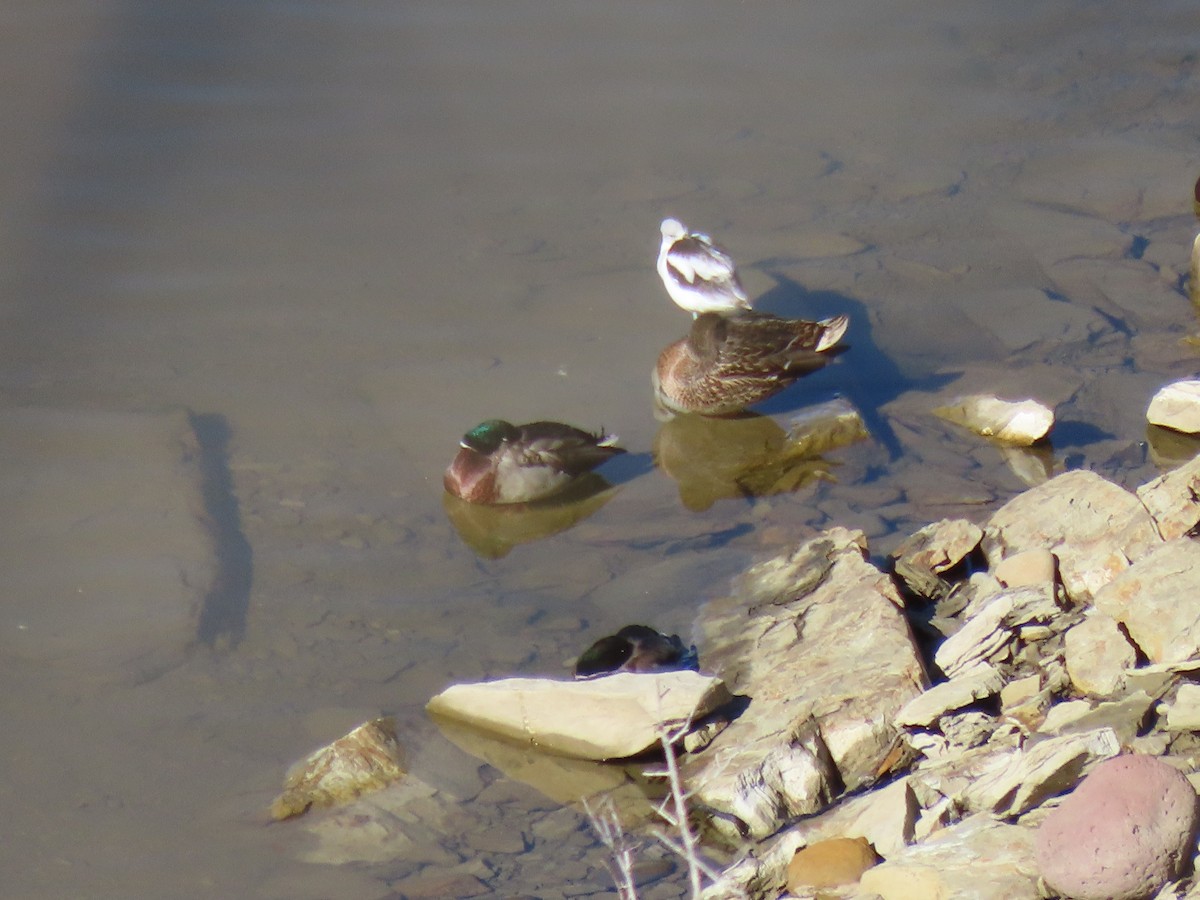 Avoceta Americana - ML610977900