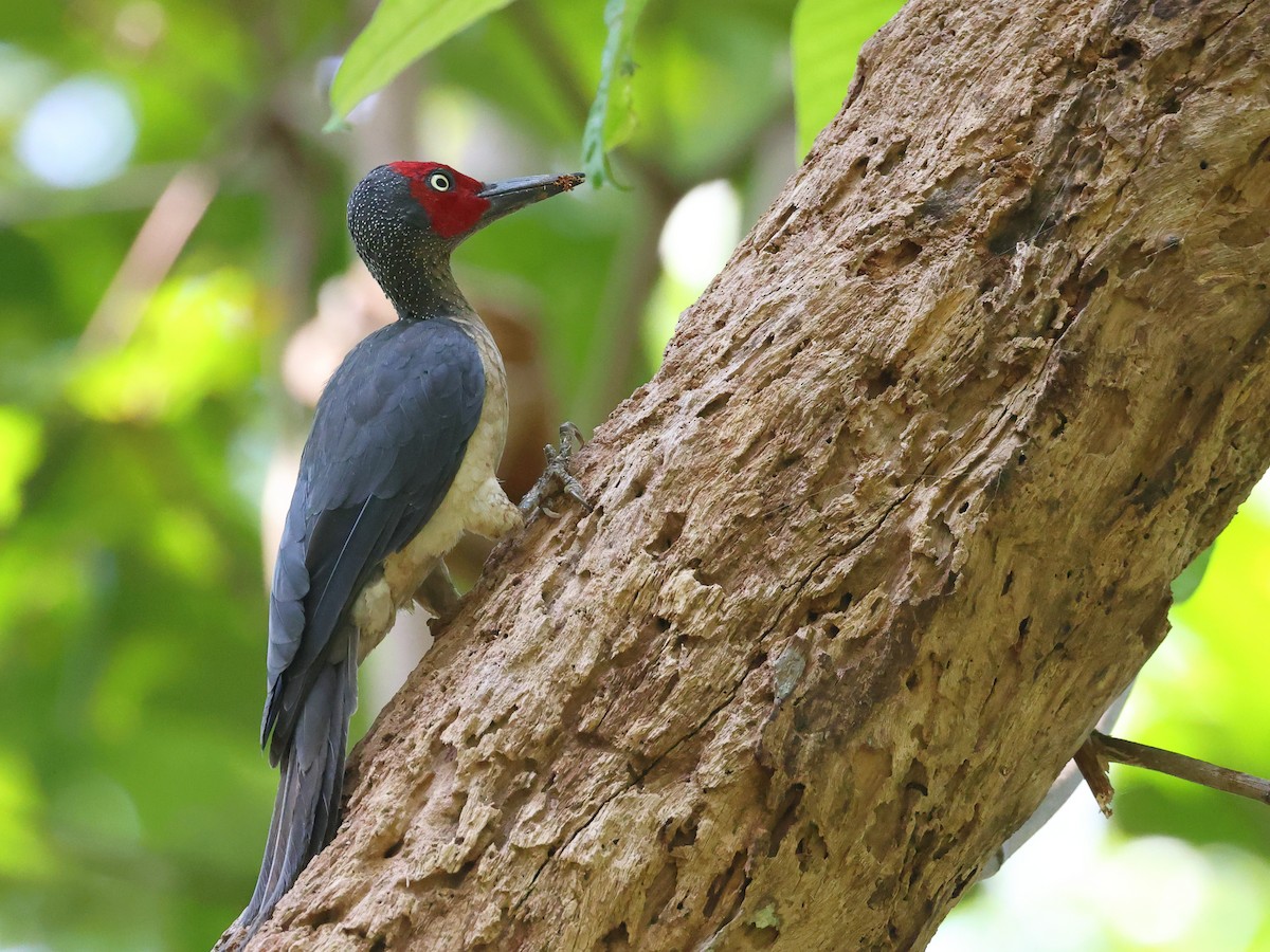 Ashy Woodpecker - ML610977915