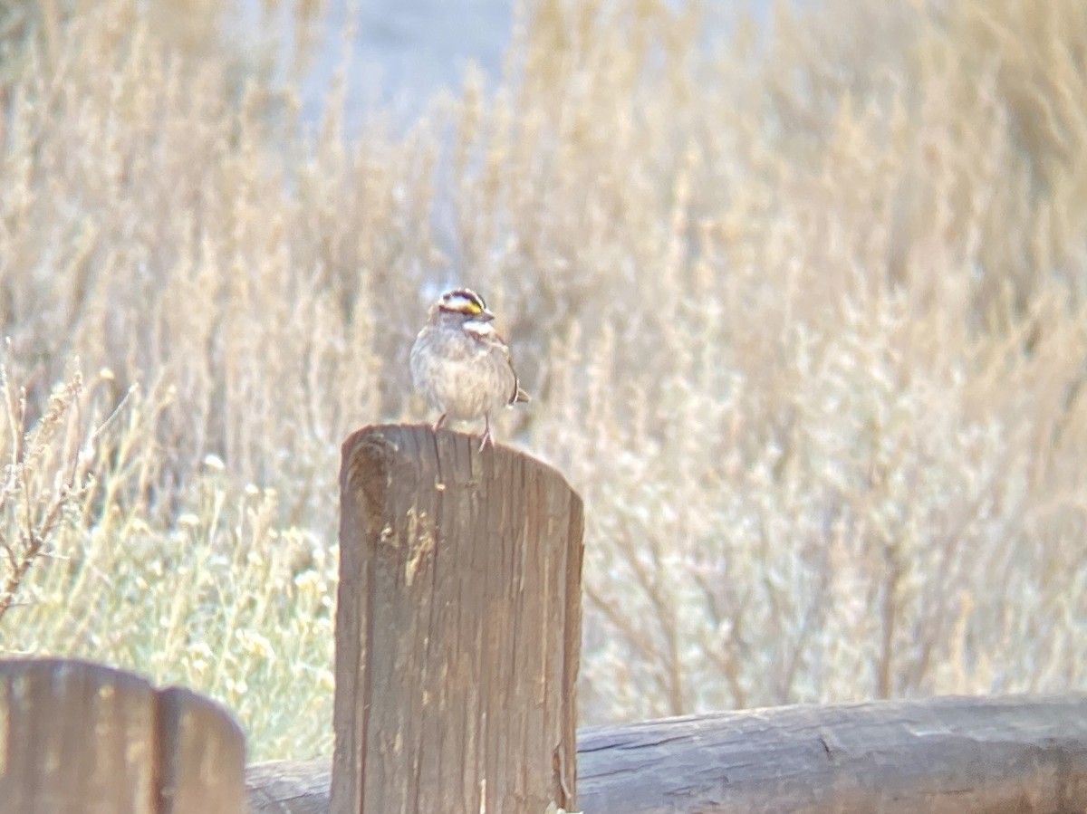 Bruant à gorge blanche - ML610977953