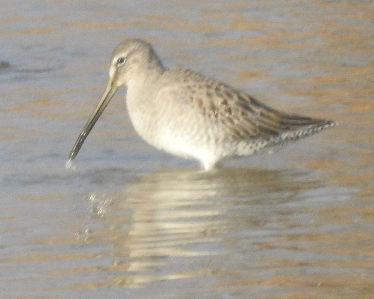 langnebbekkasinsnipe - ML610977955