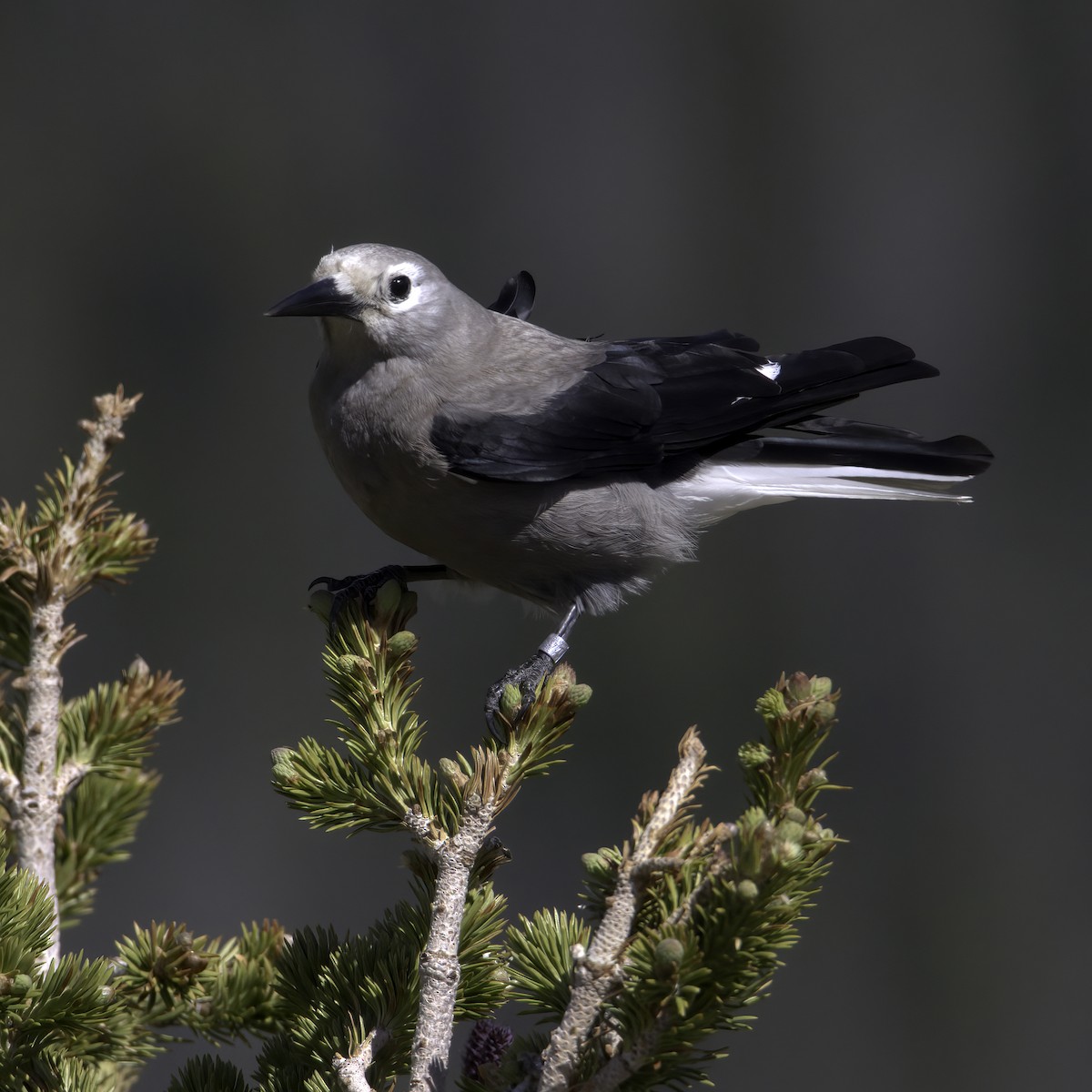 Clark's Nutcracker - Dave Keith