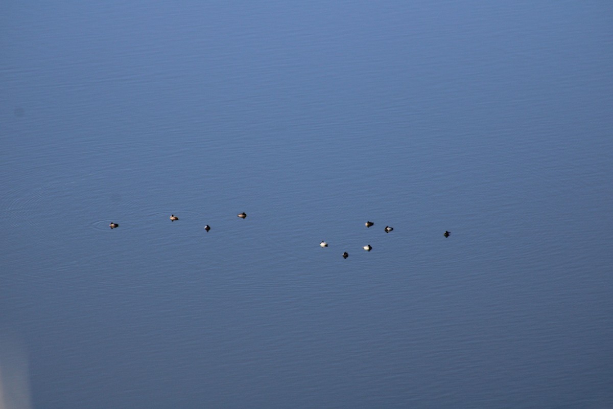 Lesser Scaup - ML610977987