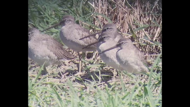 Long-billed Dowitcher - ML610978074