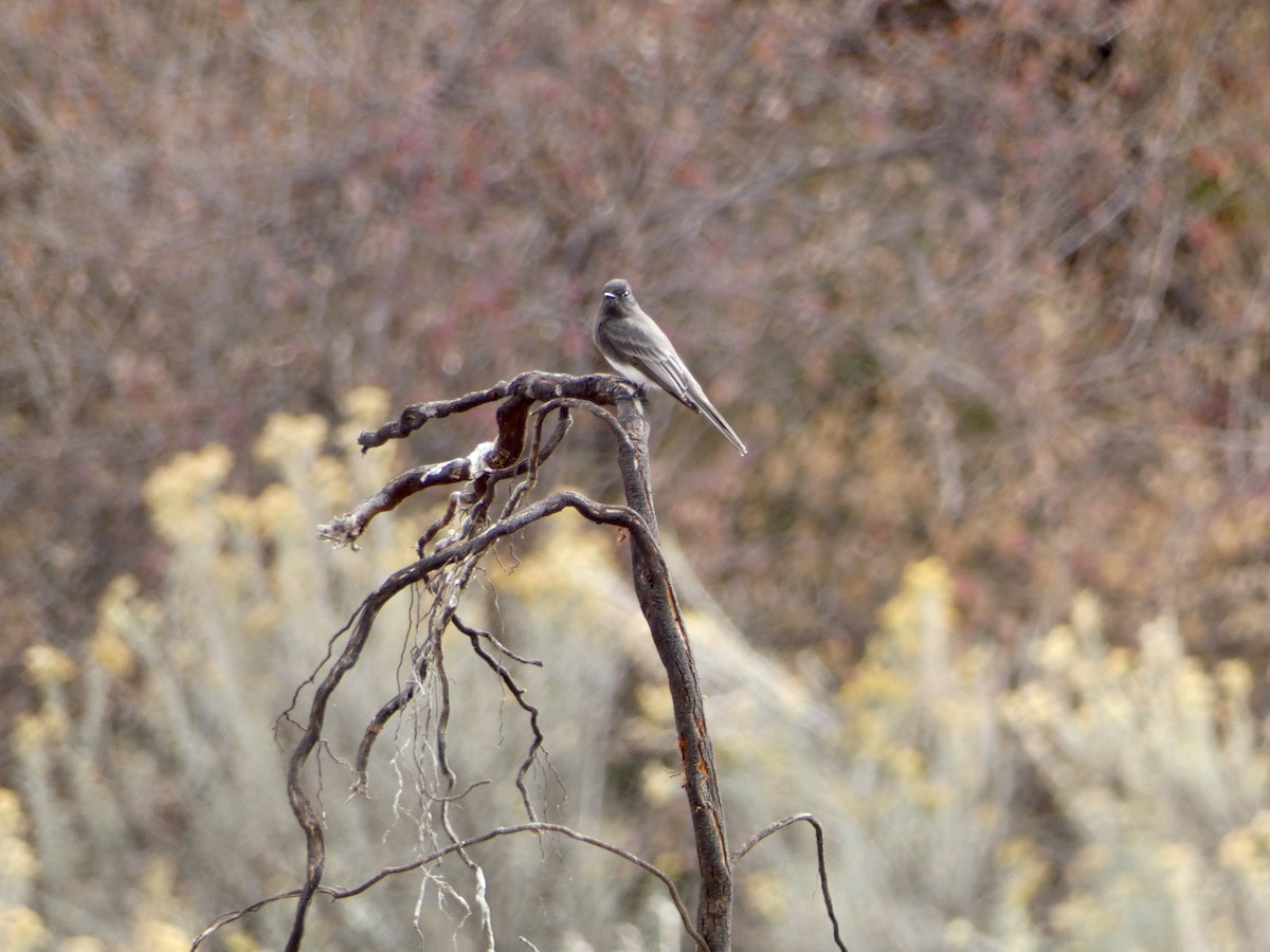 Black Phoebe - ML610978132