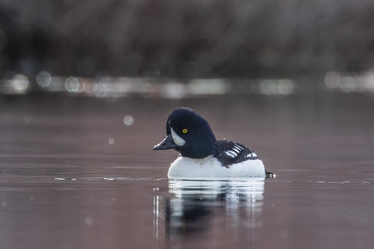 Barrow's Goldeneye - John Callender
