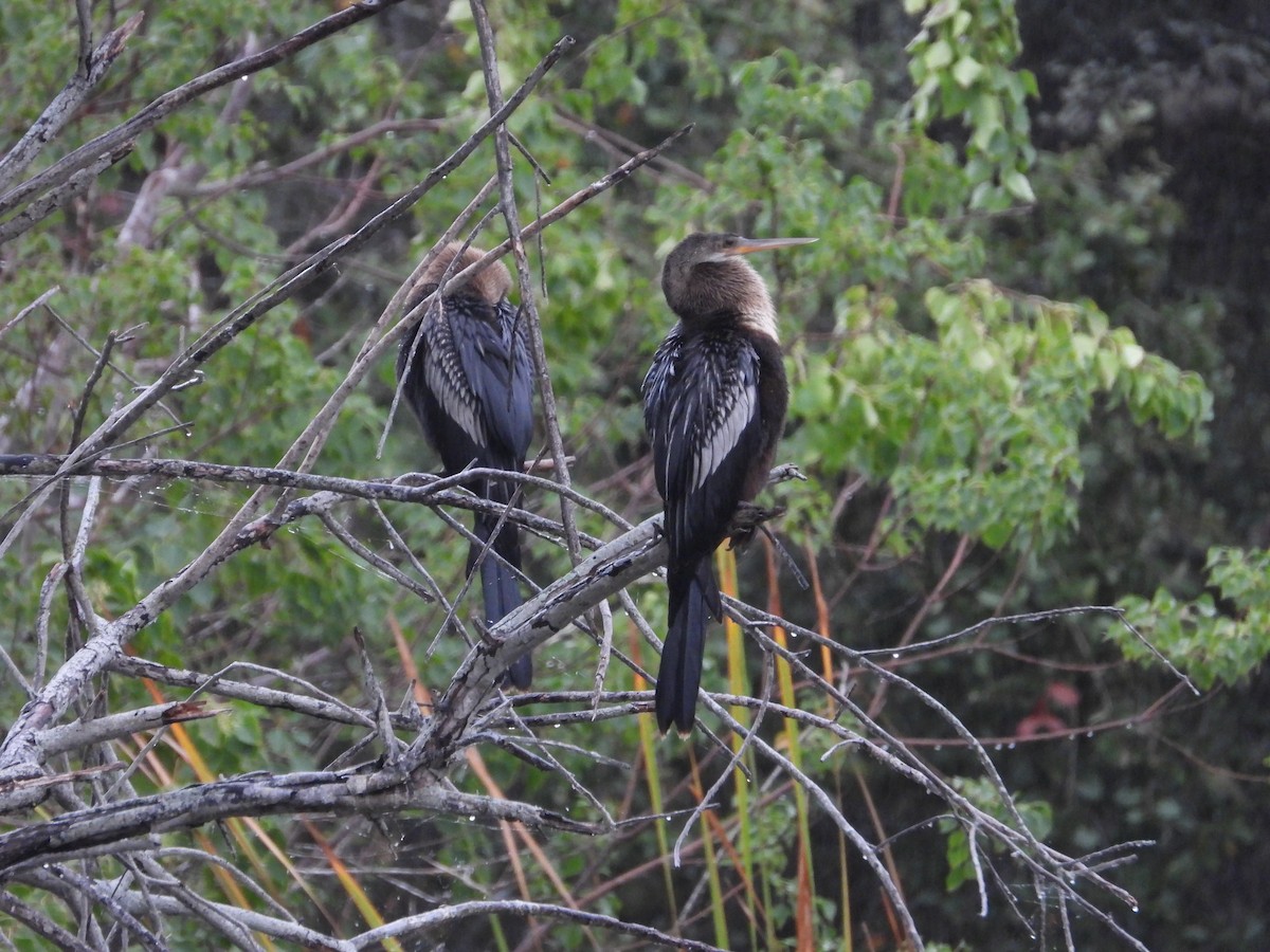 Anhinga d'Amérique - ML610978304