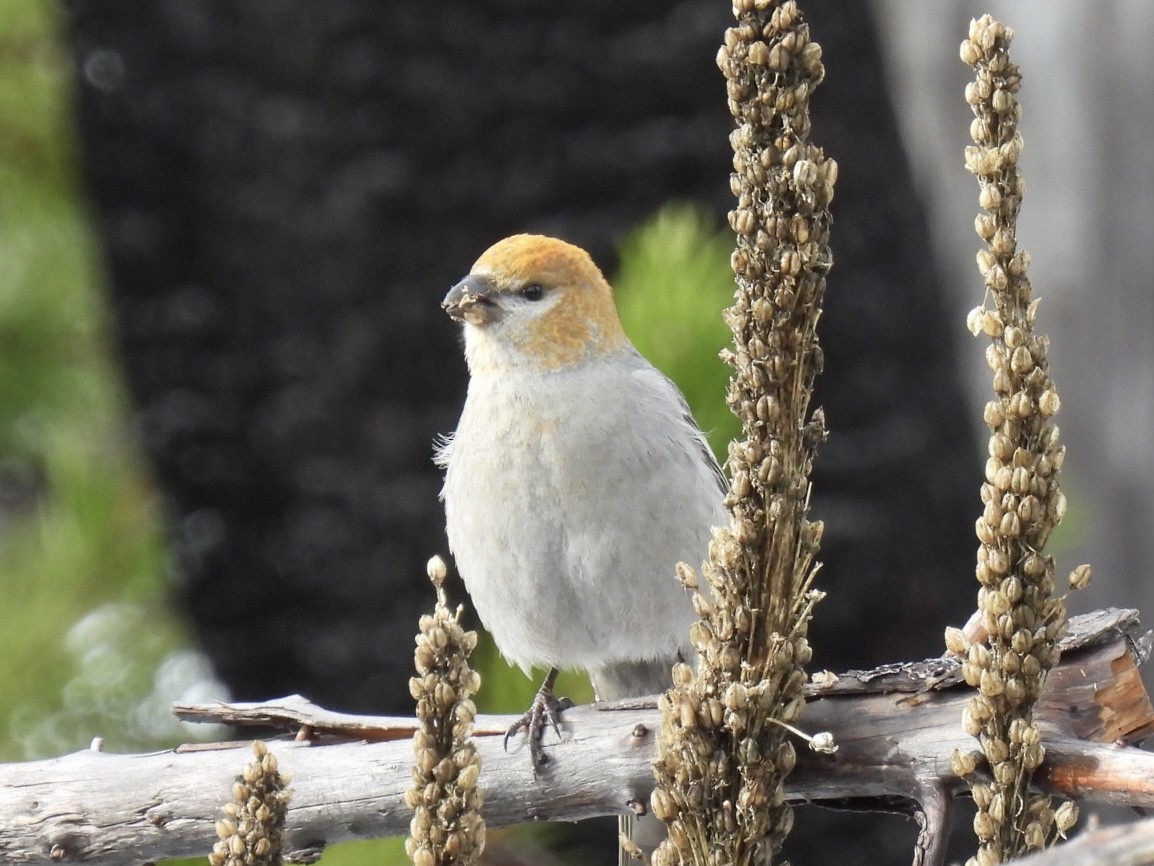 Pine Grosbeak - ML610978324
