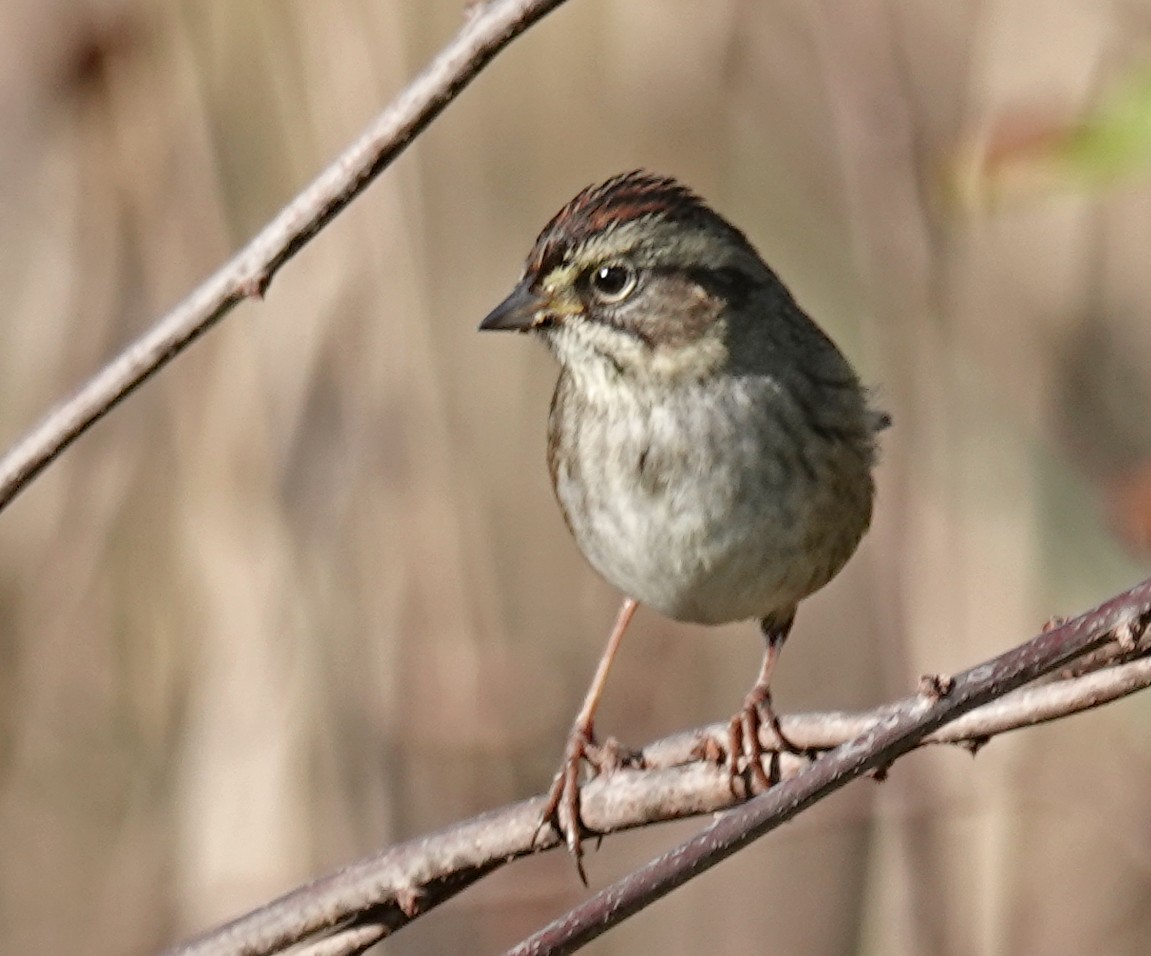 Swamp Sparrow - Tresa Moulton