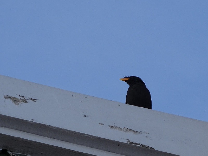 Great Myna - Ralph Akkermans