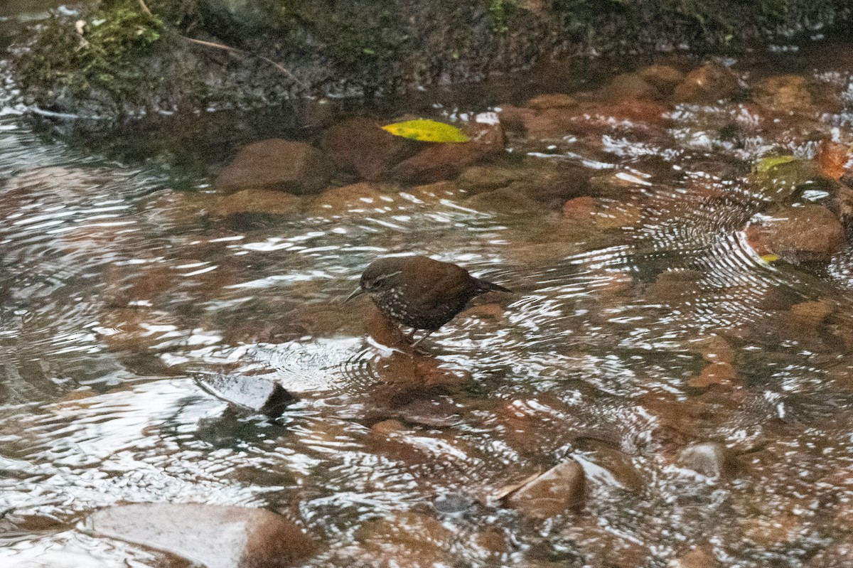 Sharp-tailed Streamcreeper - ML610978566