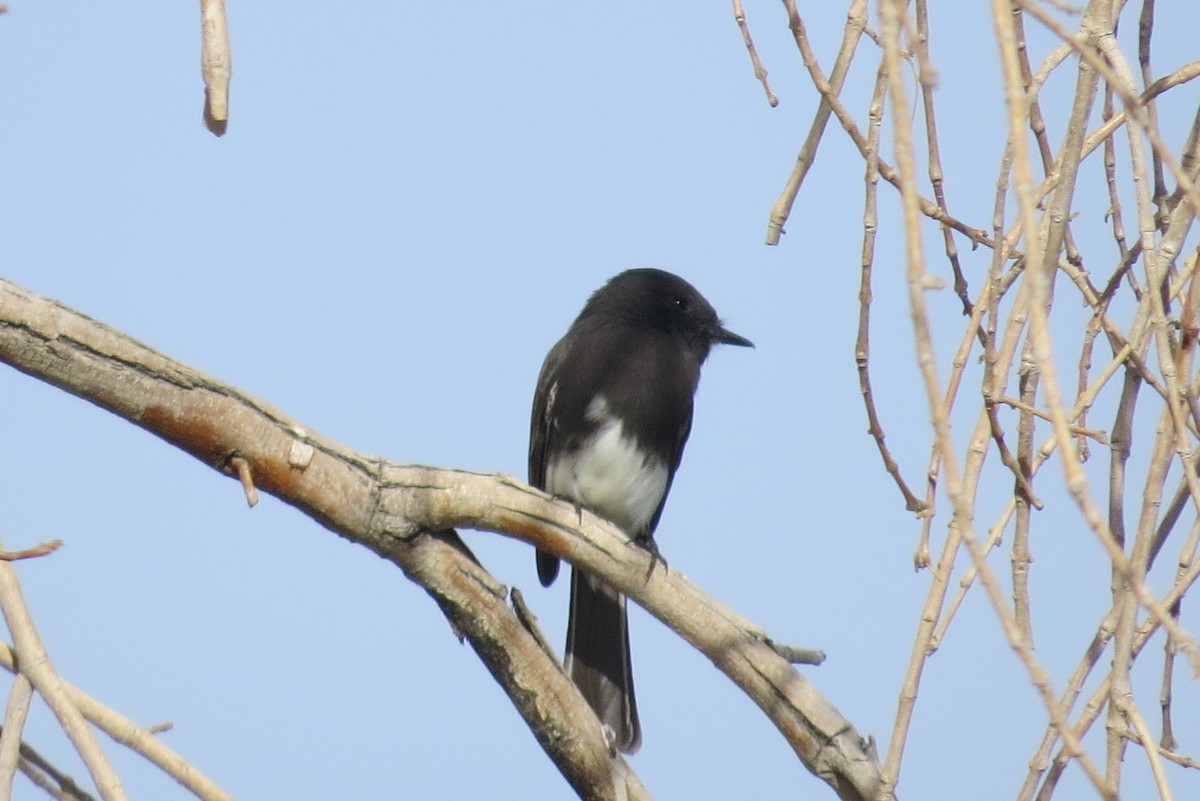 Black Phoebe - ML610978590