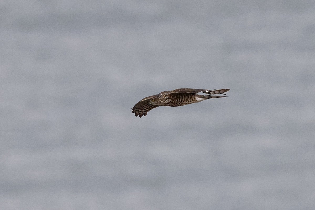 Sharp-shinned Hawk - ML610978608