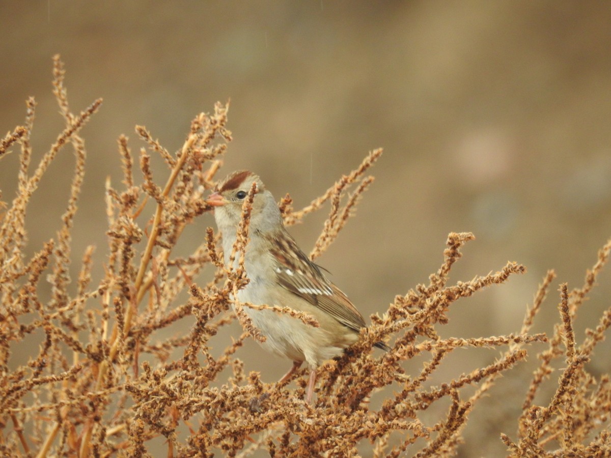 White-crowned Sparrow - ML610978696