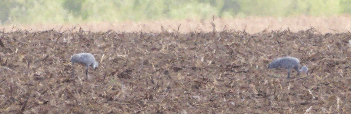 Grulla Canadiense - ML610978705