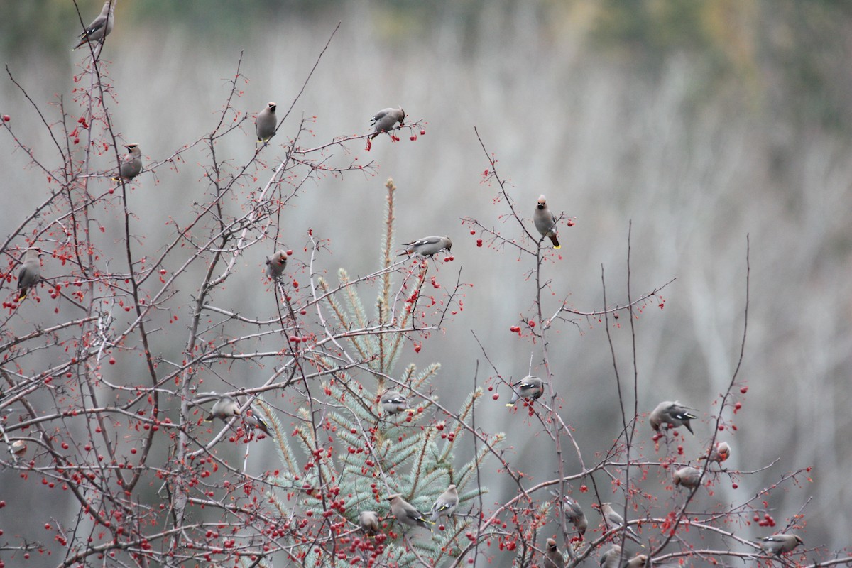 Bohemian Waxwing - ML610978747