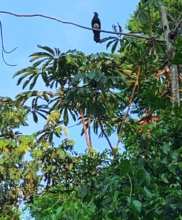 čimango rudohrdlý - ML610978750