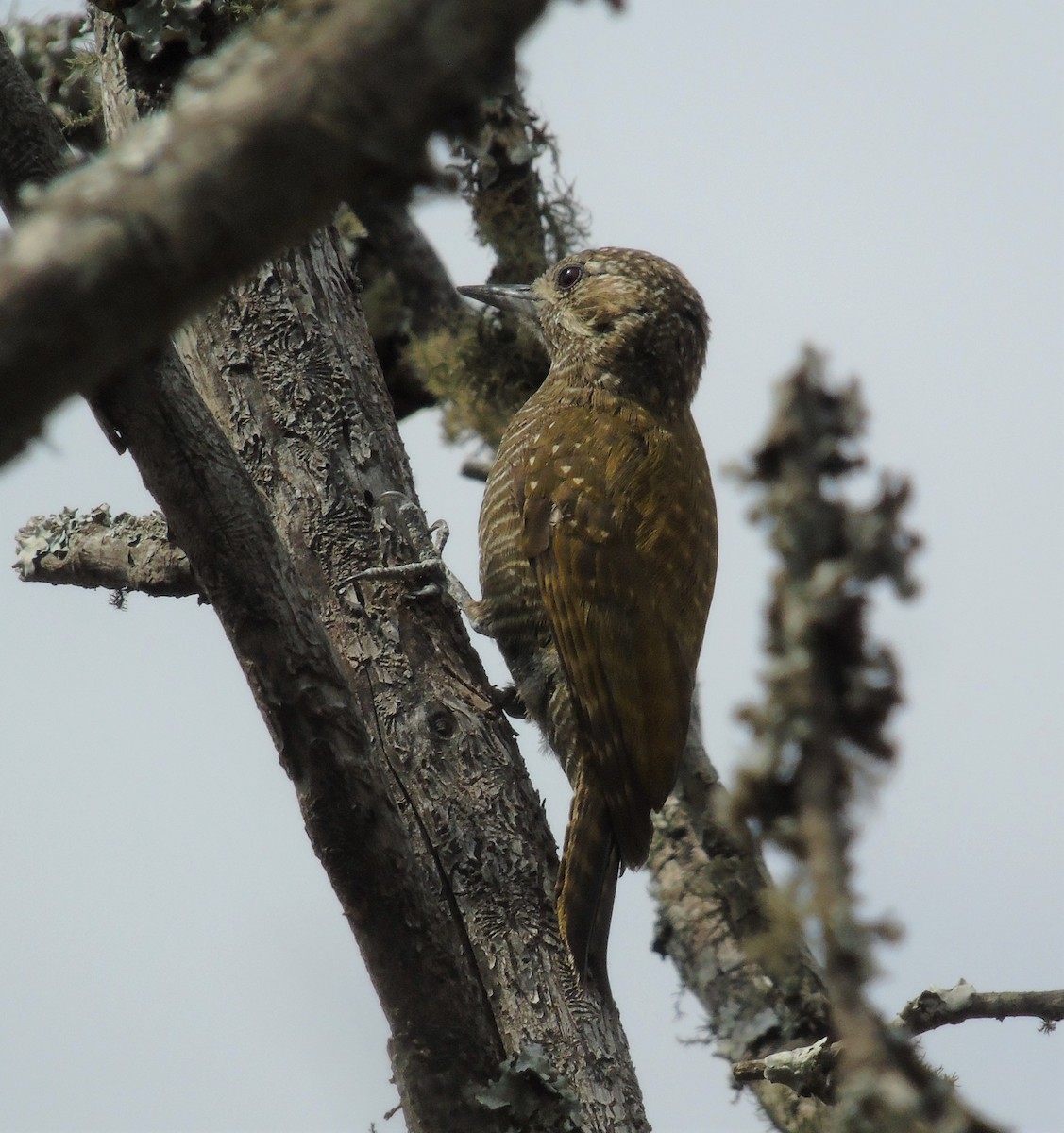 Dot-fronted Woodpecker - ML610978785