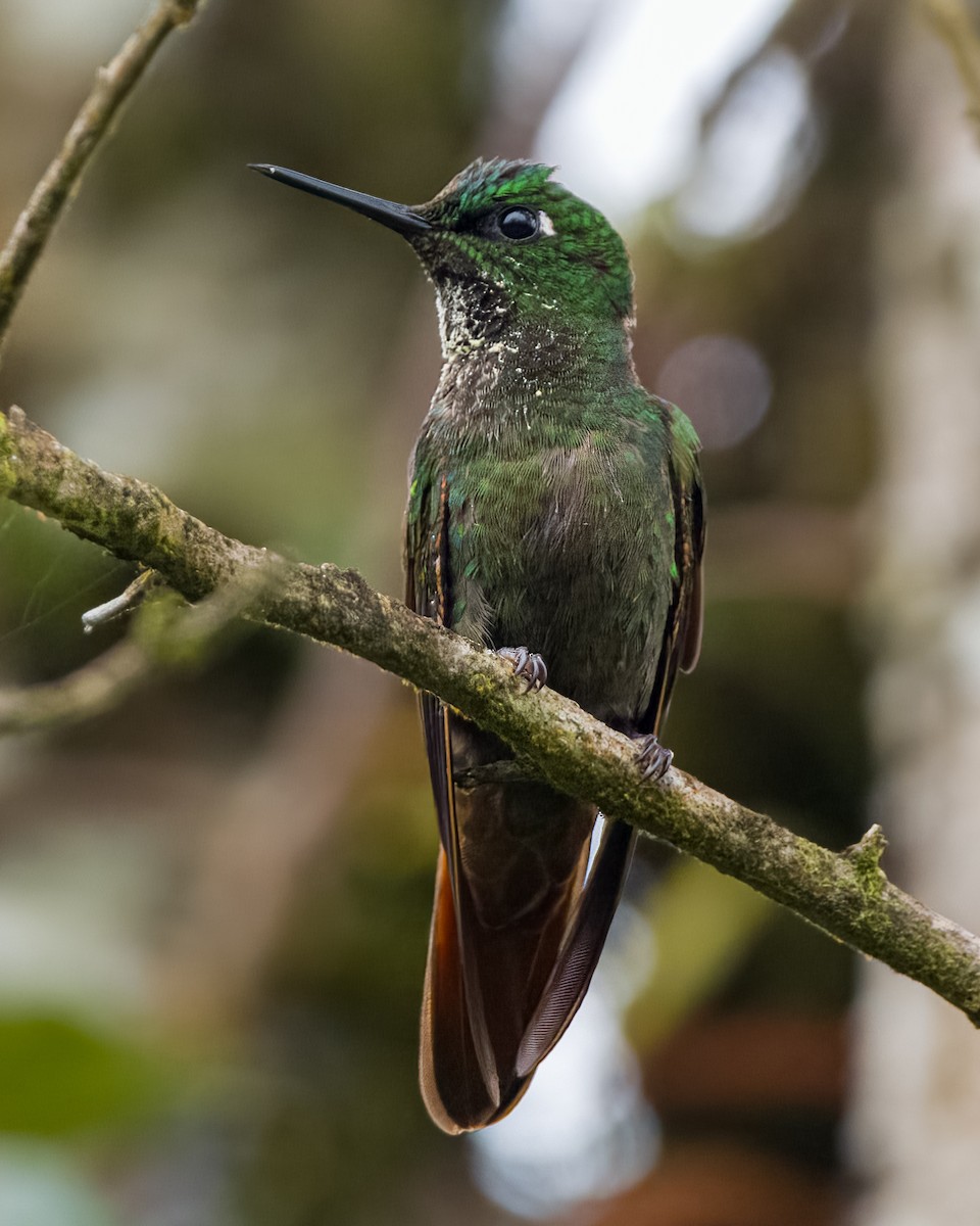 kolibřík brazilský - ML610978796