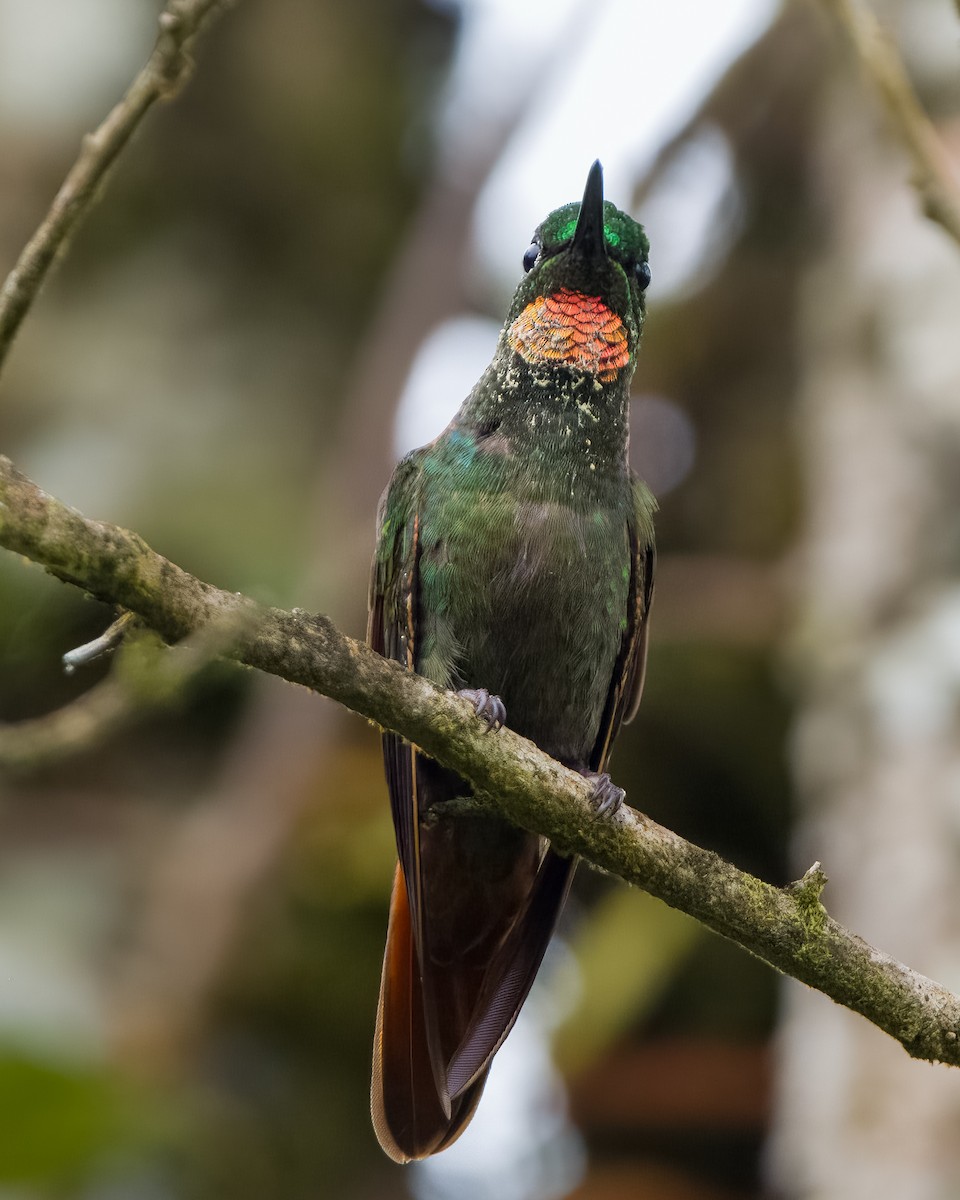 kolibřík brazilský - ML610978797