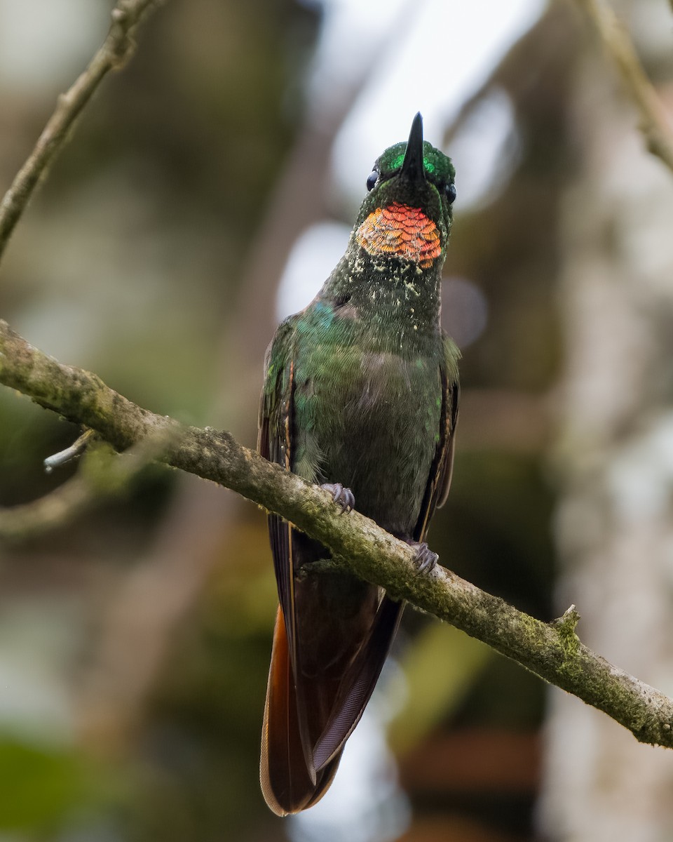 Brazilian Ruby - Lupa Foto