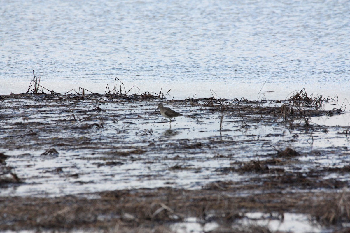 Long-billed Dowitcher - Grant Pegram