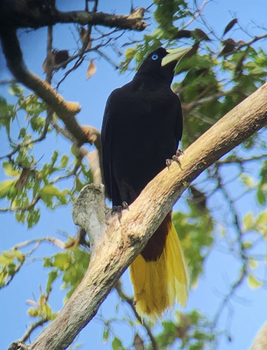 Crested Oropendola - ML610978964