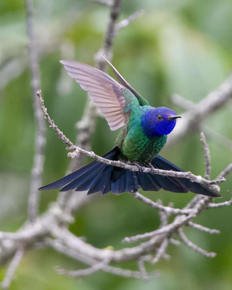 Swallow-tailed Hummingbird - Lupa Foto