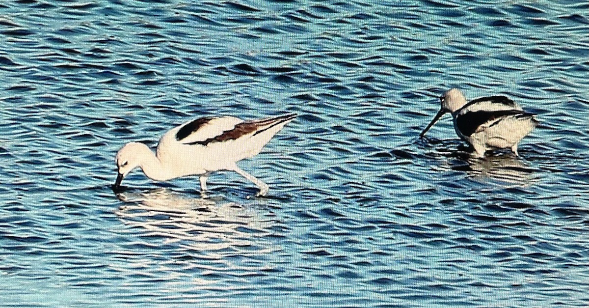 Avocette d'Amérique - ML610979117