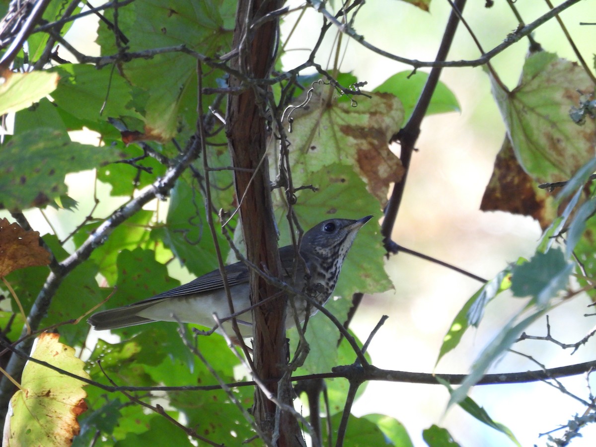 Gray-cheeked Thrush - ML610979277