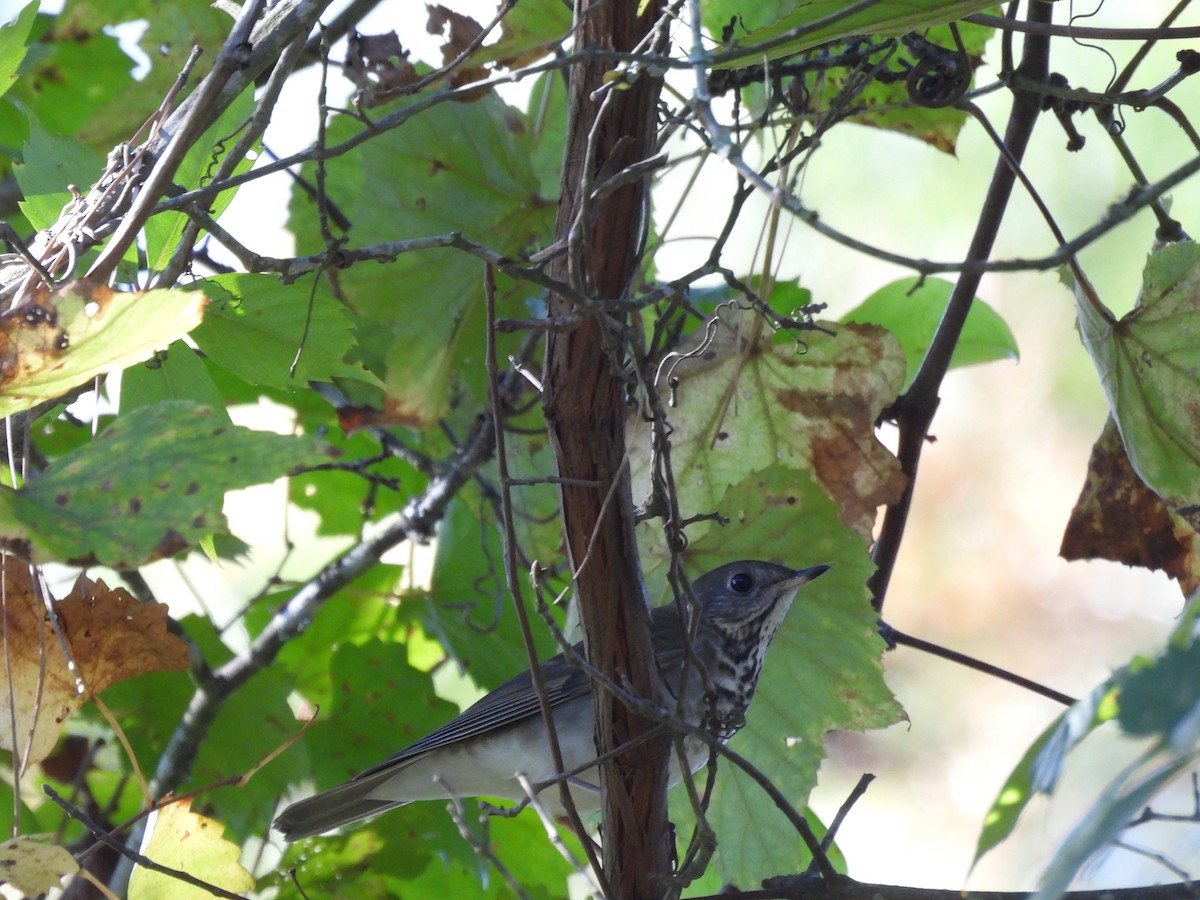 Gray-cheeked Thrush - ML610979280